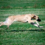 Ann Finch lure coursing