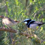 Photo: Sonia Kleindorfer