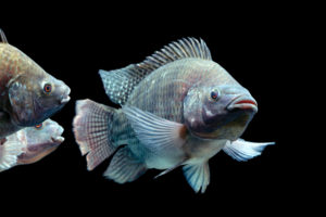 Mozambique tilapia, Oreochromis mossambicus, isolated on black, studio aquarium shot.