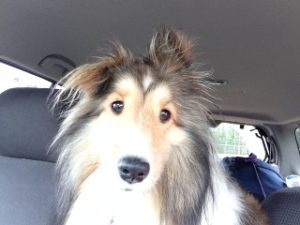 Birchard Sue Scout 2 after long trip