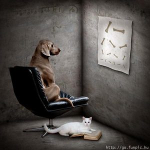 weimaraner-studying-bones