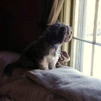 Human-Companion Animal Loss in the COVID Era