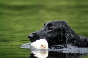 Kuchinos-KingBumper-compressed-300x200