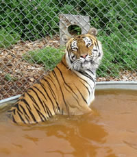 commentary-0711-tiger