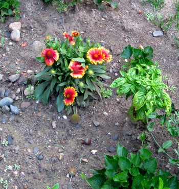 commentary201009_gaillardia