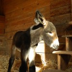donkeyfoal.jpg